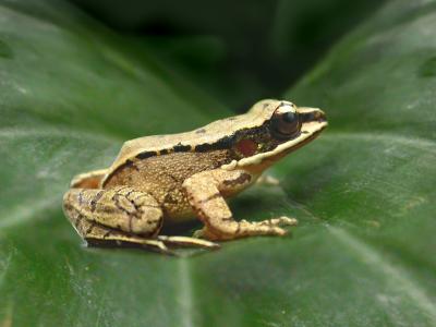 Odorrana Tormota - This Chinese Frog Can Tune Its Hearing Frequency